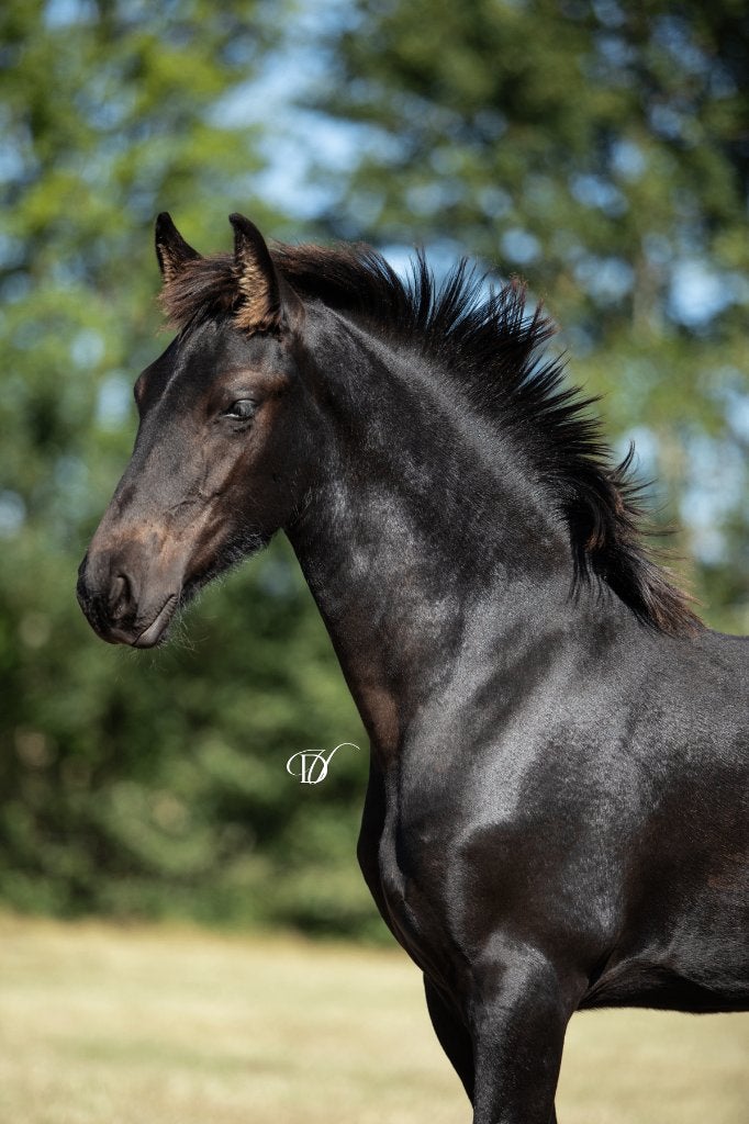 Fries hengstveulen v. Nane 492, Dieren en Toebehoren, Paarden, Met stamboom, Niet van toepassing, Dressuurpaard, 0 tot 2 jaar