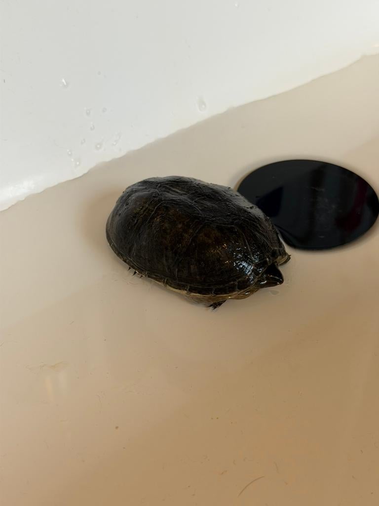 Muskusschilpadje zoekt nieuw huis, Dieren en Toebehoren, Reptielen en Amfibieën, Schildpad, Met terrarium, 7 tot 10 jaar