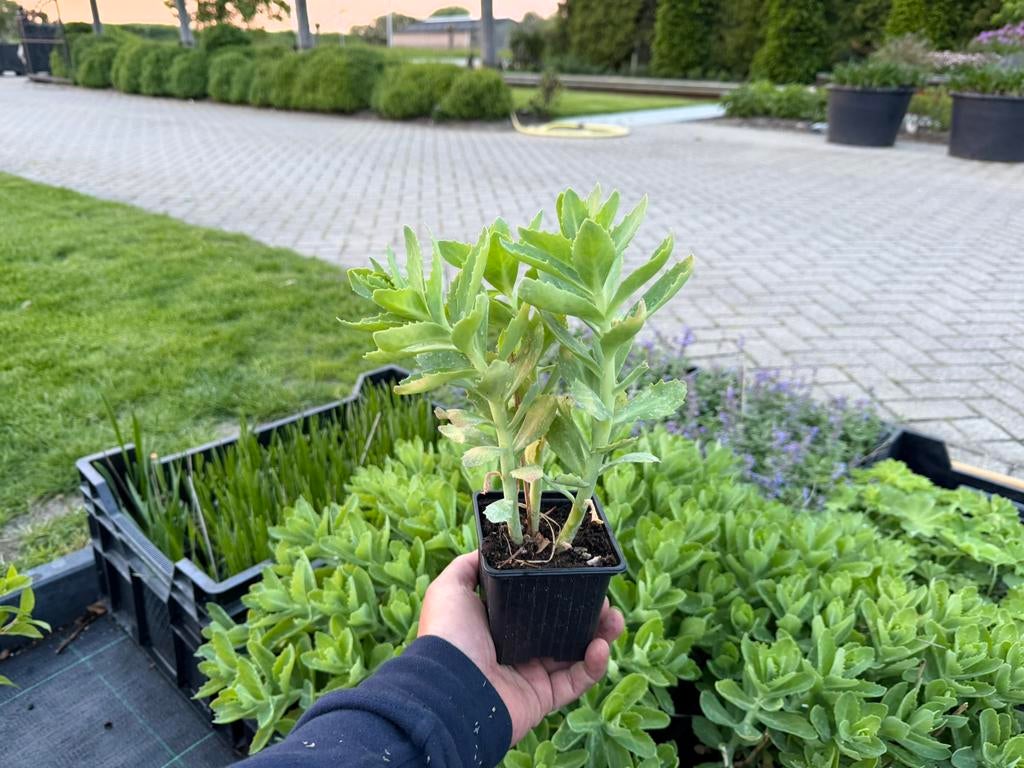 Sedem Herbstfreude P9, Ophalen of Verzenden, Vaste plant, Volle zon