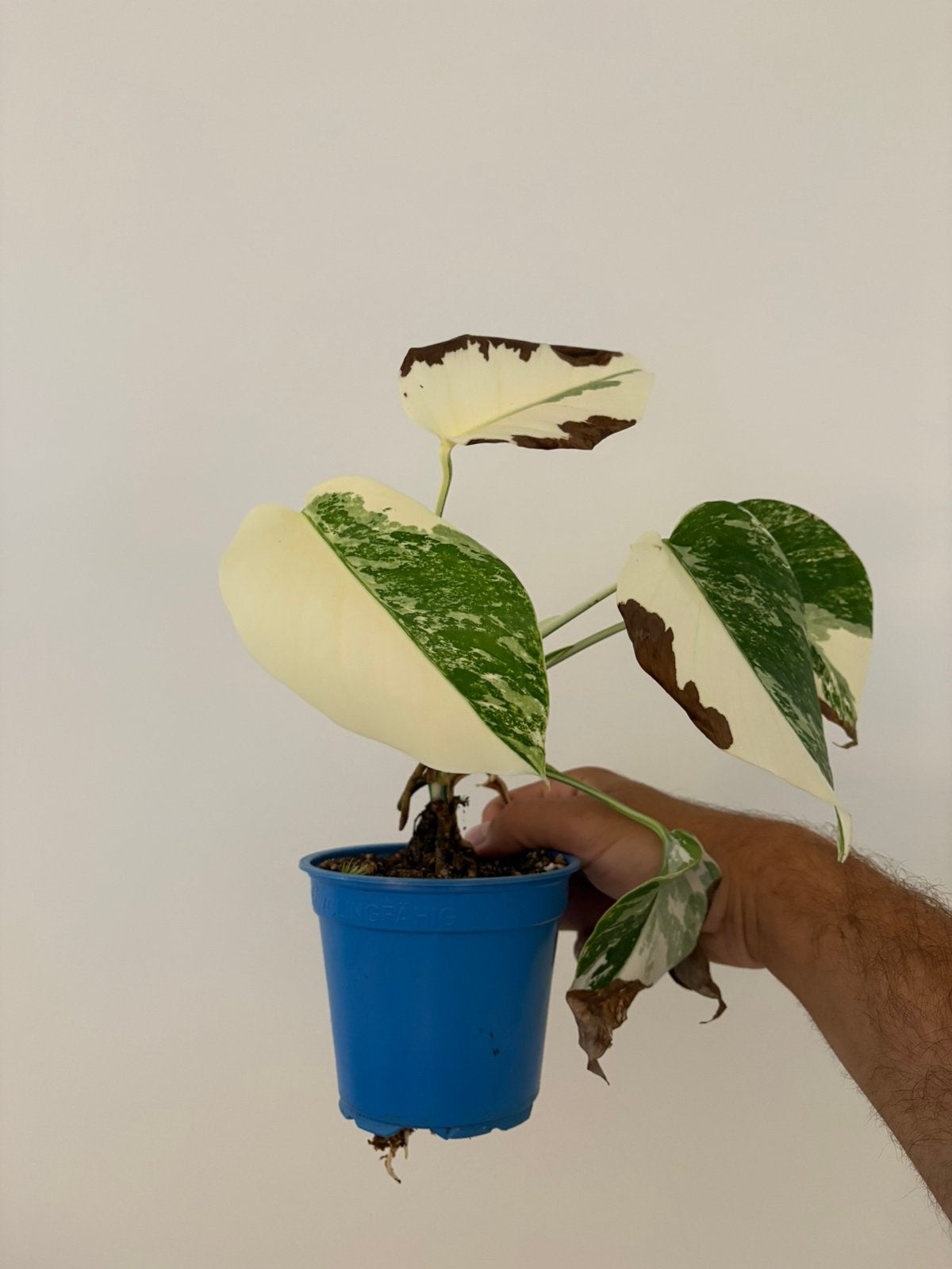 Monstera half moon creme, Ophalen of Verzenden, Overige soorten, Halfschaduw