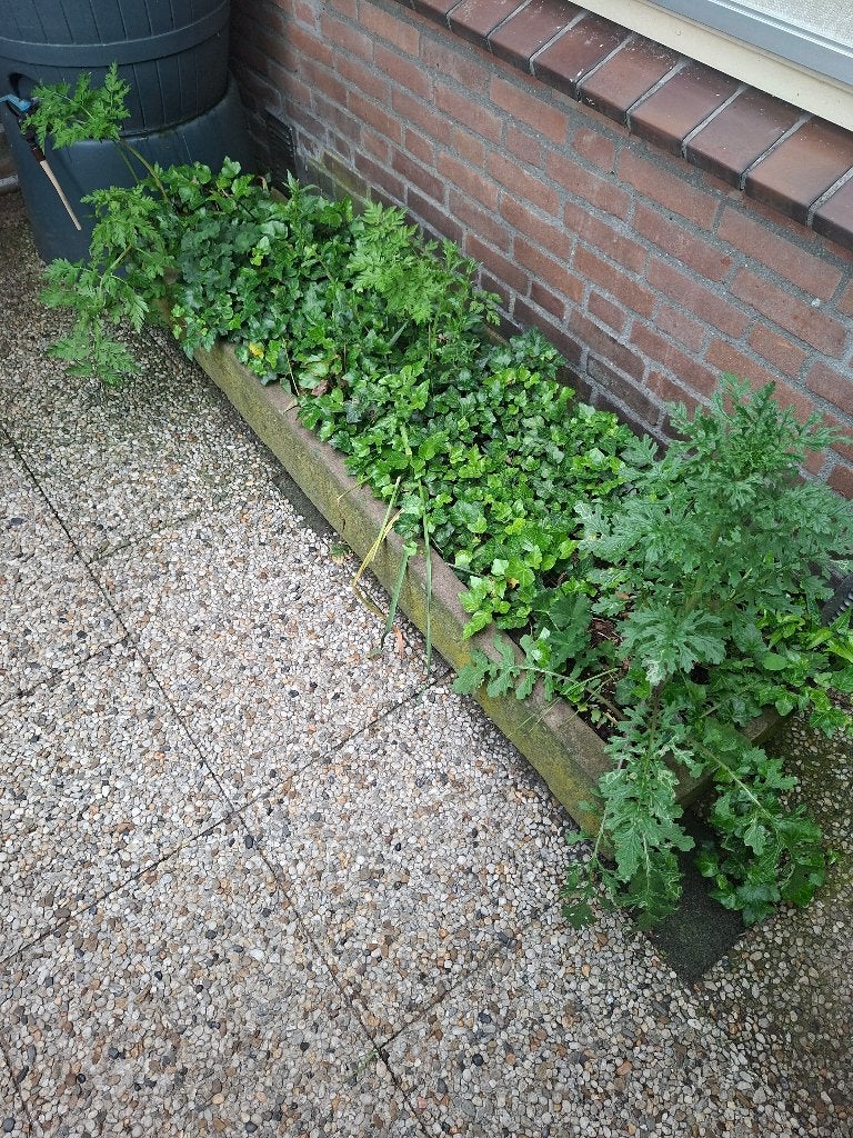 Bentheimer/zandstenen bak, trog, Ophalen, Steen, Gebruikt, Minder dan 30 cm