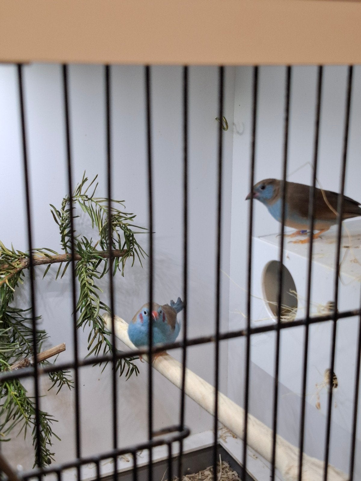 roodwang blauwfazantje koppel