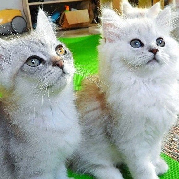 Ragdoll x British Longhair kittens – Silver & Blue – Gezond, Meerdere dieren, Ontwormd, 0 tot 2 jaar