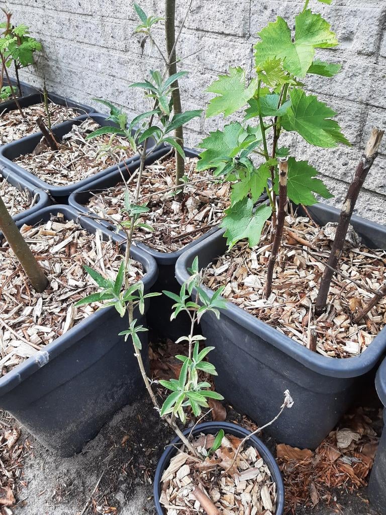 Vlinderstruik, Tuin en Terras, Ophalen, Overige soorten, Volle zon