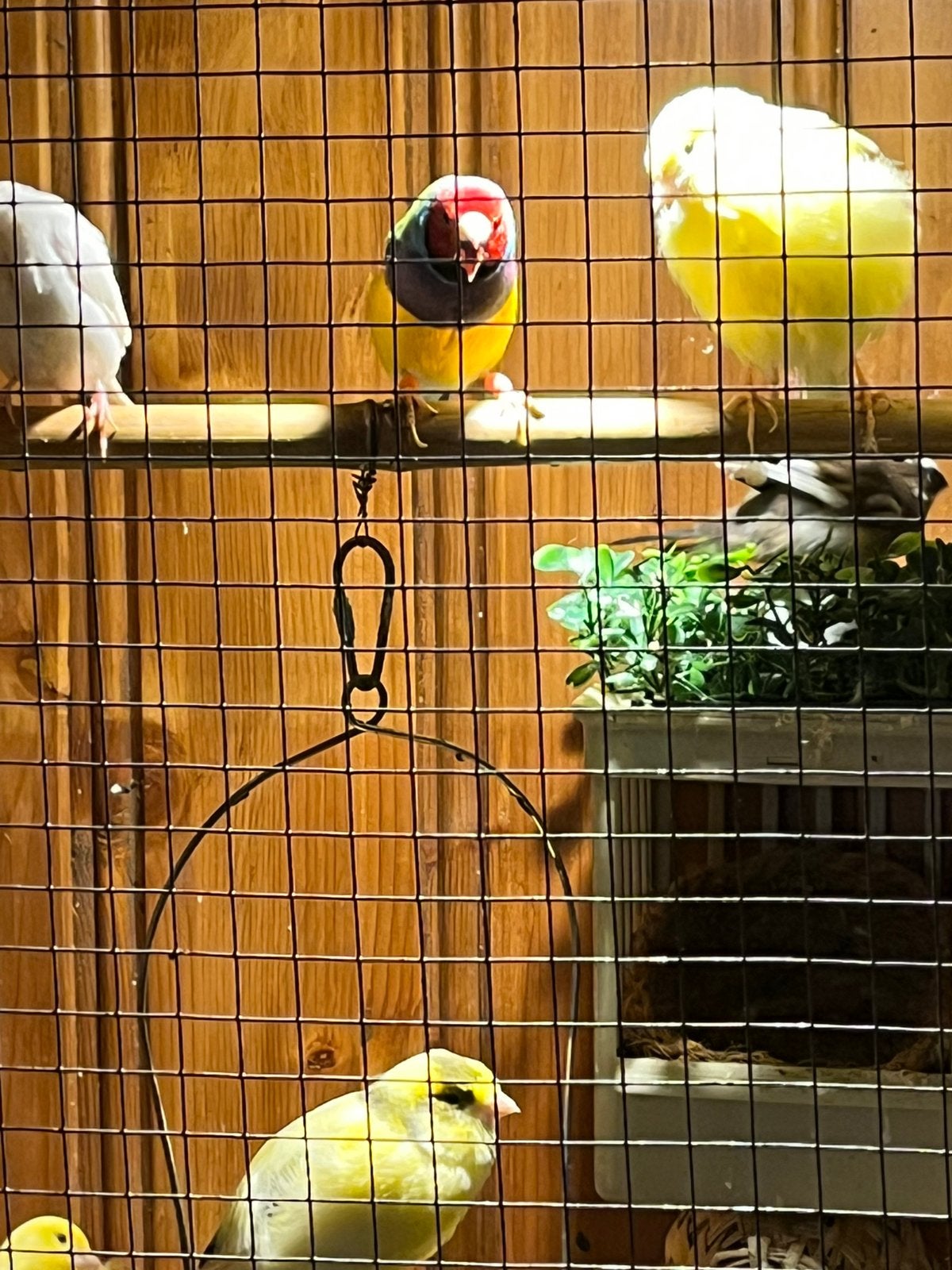 Vogel, Dieren en Toebehoren, Vogels | Overige Vogels, Meerdere dieren