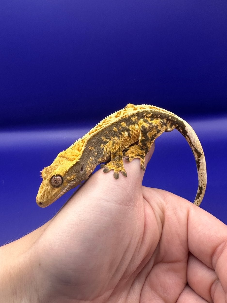 Wimpergekko 04 man, Hagedis, Tam, 0 tot 2 jaar