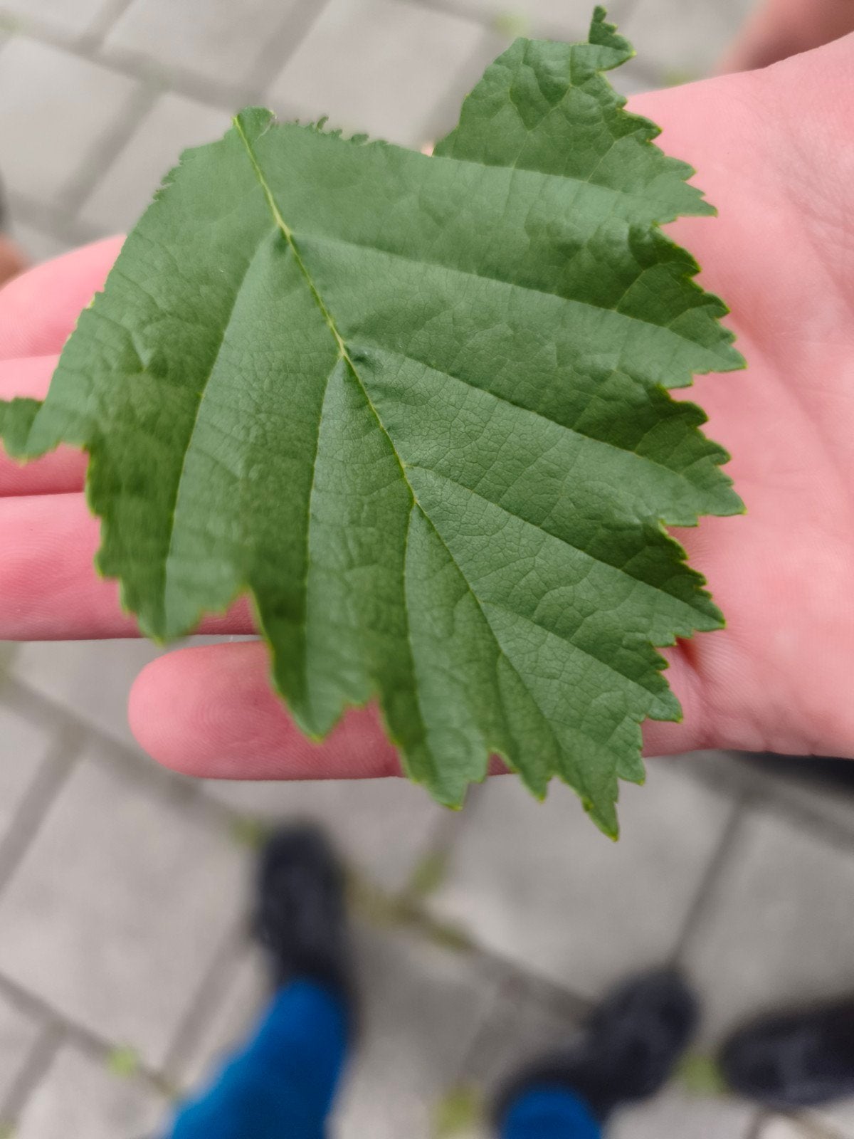 Blaadje, Tuin en Terras, Bloembollen en Zaden, Ophalen of Verzenden, Volle zon