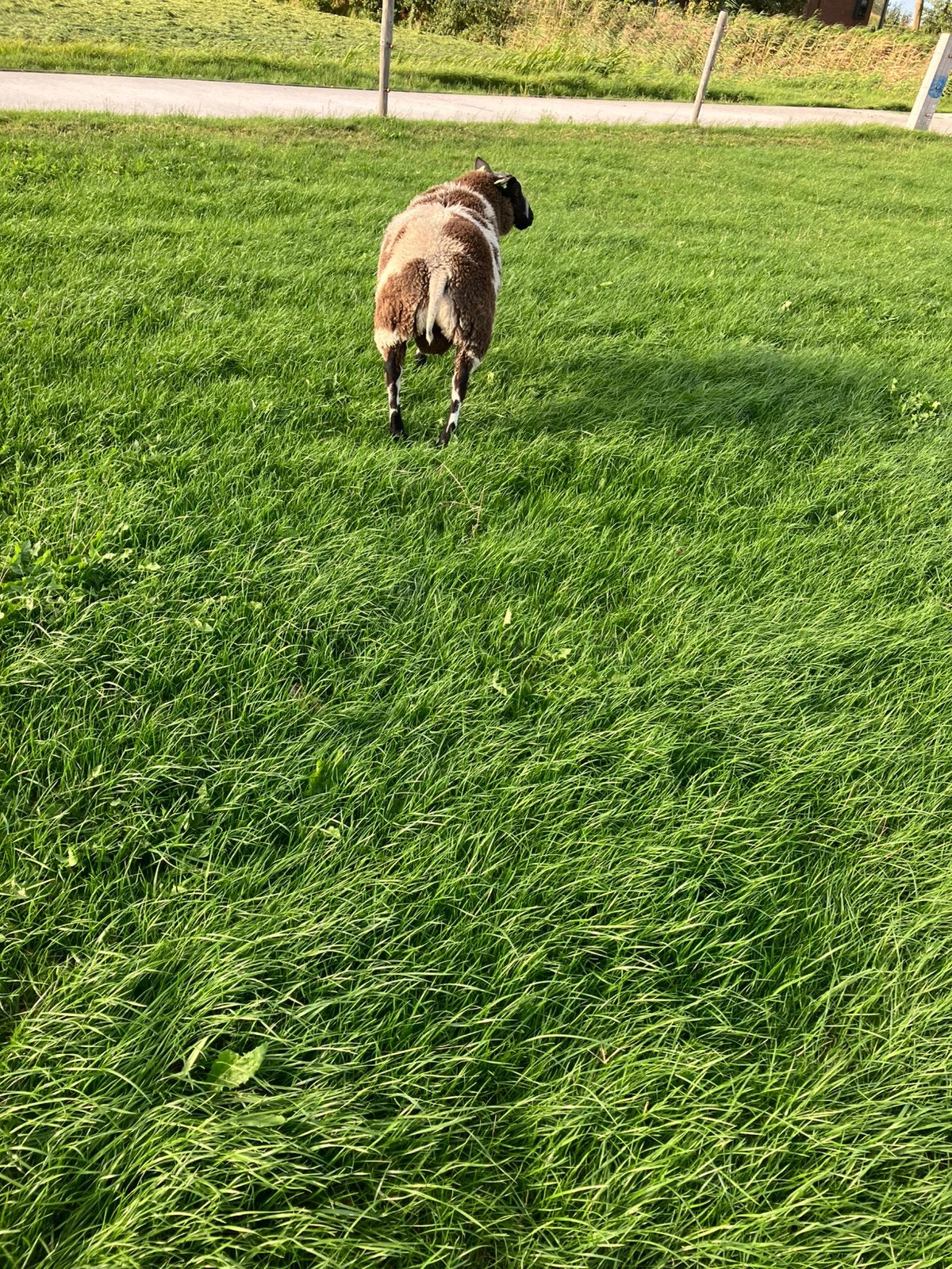 Te koop mooie luxe Bonte dekram, Dieren en Toebehoren, Mannelijk, Schaap
