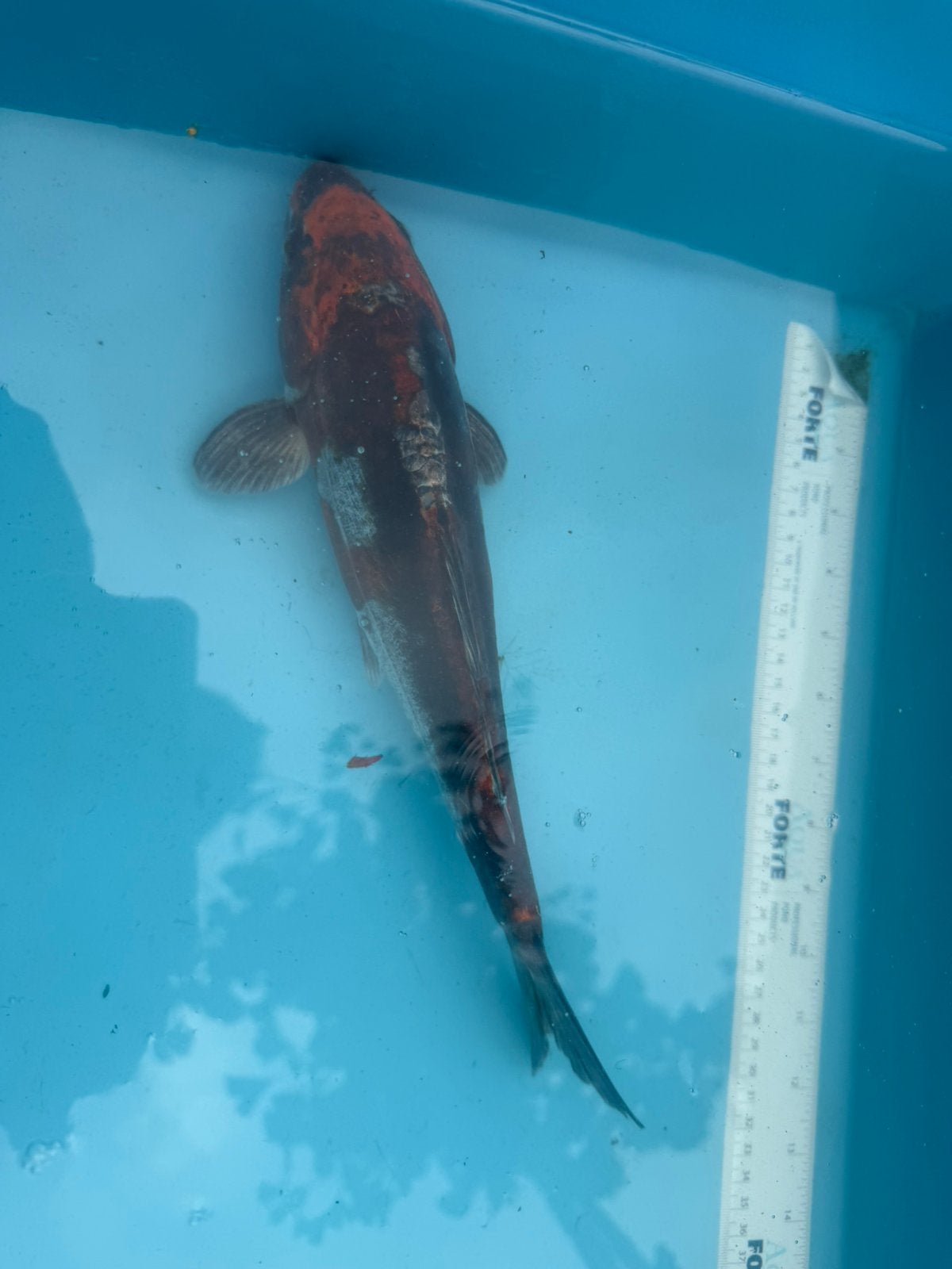 Beni Kikokuryu koi, Dieren en Toebehoren, Karper of Koi