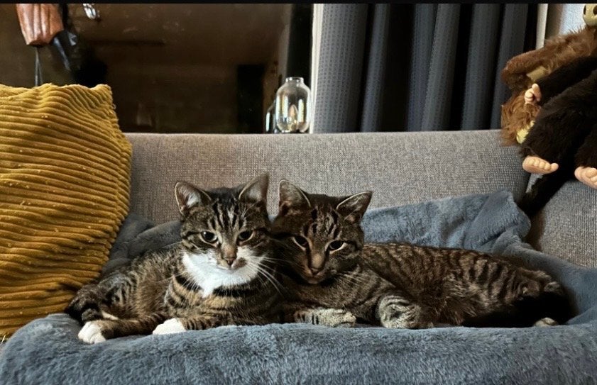 Kater en Poes aangeboden, Kortharig, 3 tot 5 jaar