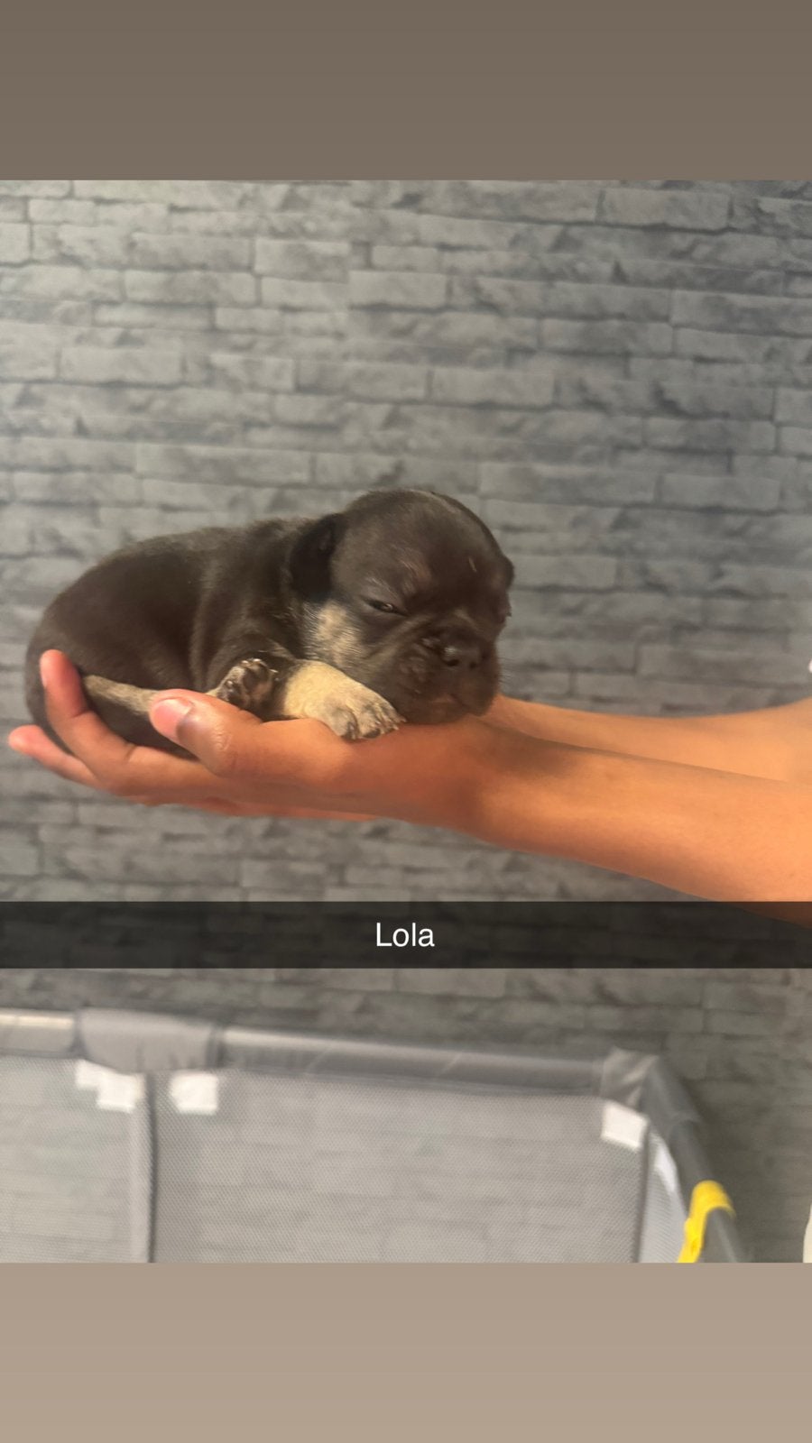 Zwart en Grijze kleur, 8 tot 15 weken, Teef, Bulldog, Meerdere