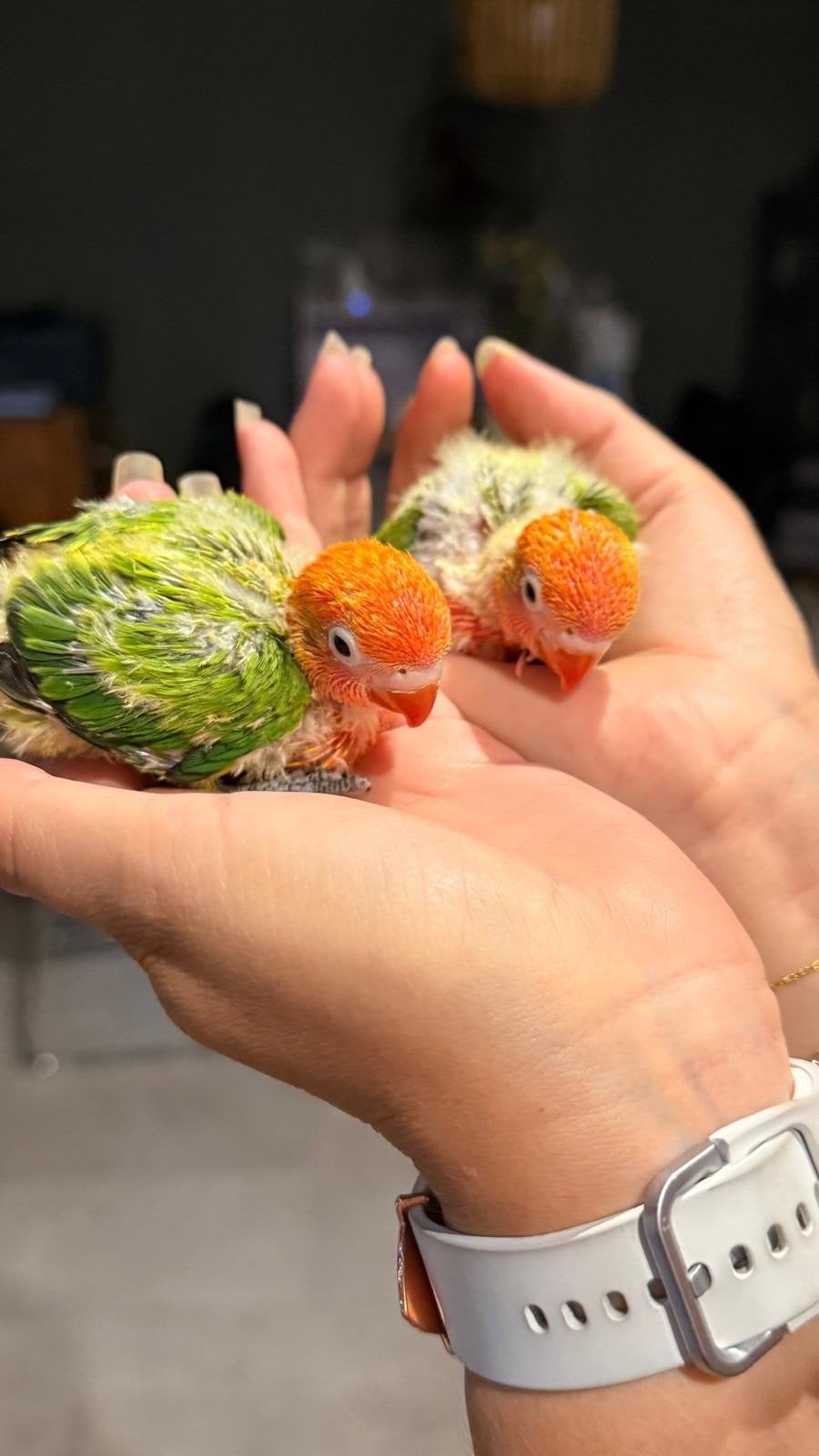 2 baby argaponissen 4 weken oud, Dieren en Toebehoren, Geslacht onbekend, Dwergpapegaai of Agapornis