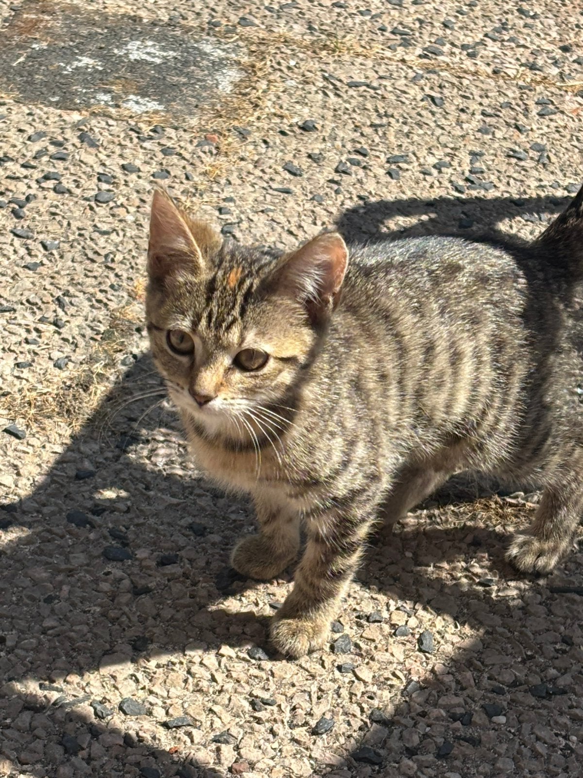 Kittens, Poes