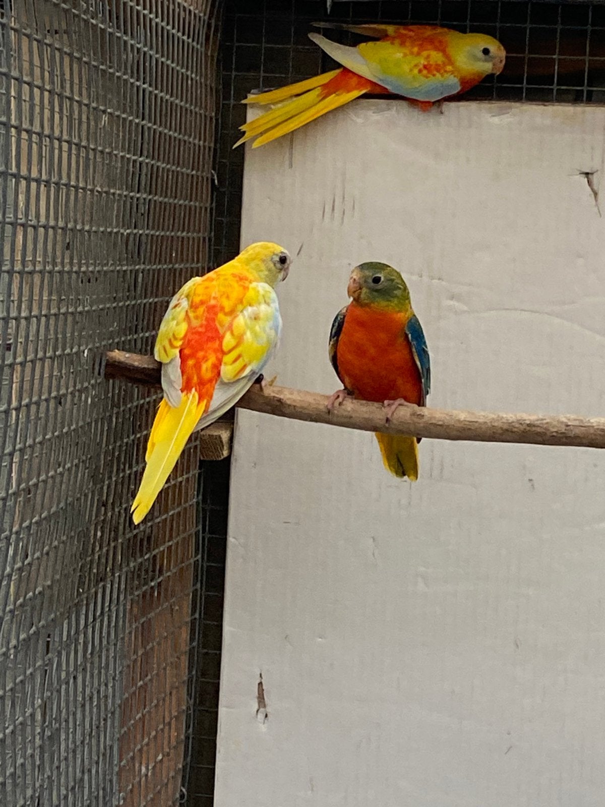 Turquoisine, Dieren en Toebehoren, Meerdere dieren, Parkiet, Geringd