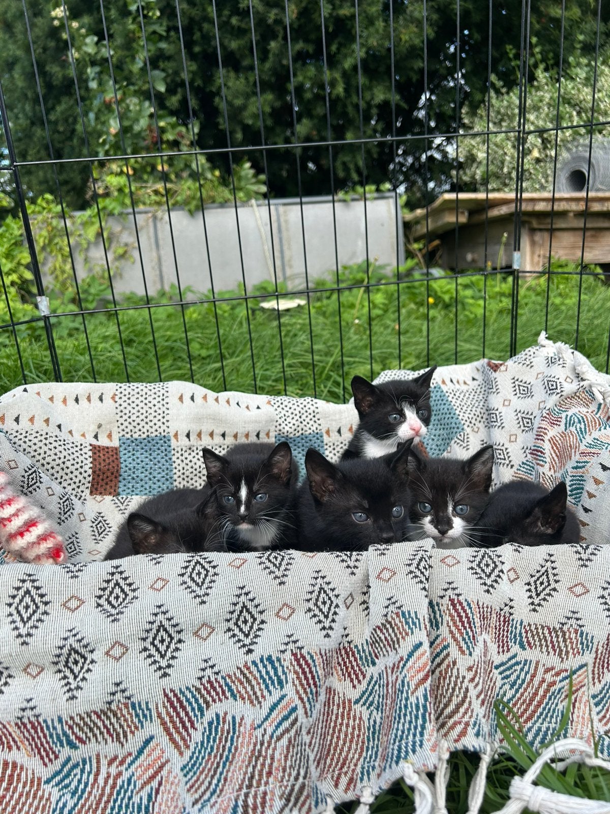 Super lieve kittens, Meerdere dieren, Kortharig, 0 tot 2 jaar