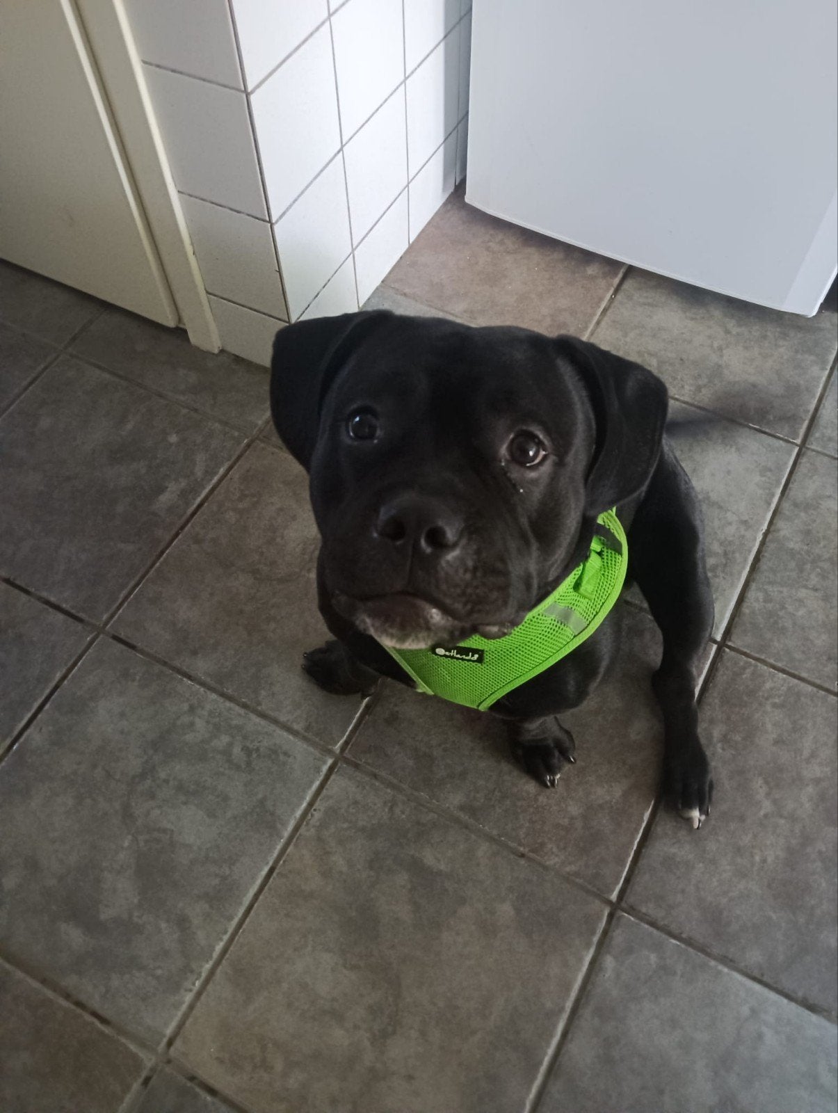 Bully 1,5 jr reu, Dieren en Toebehoren, Reu, 1 tot 2 jaar, Parvo, Eén hond