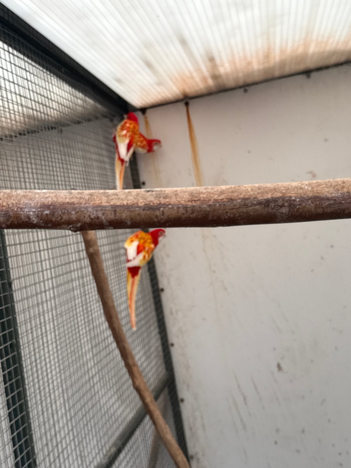 Rubino rosella, Dieren en Toebehoren, Meerdere dieren