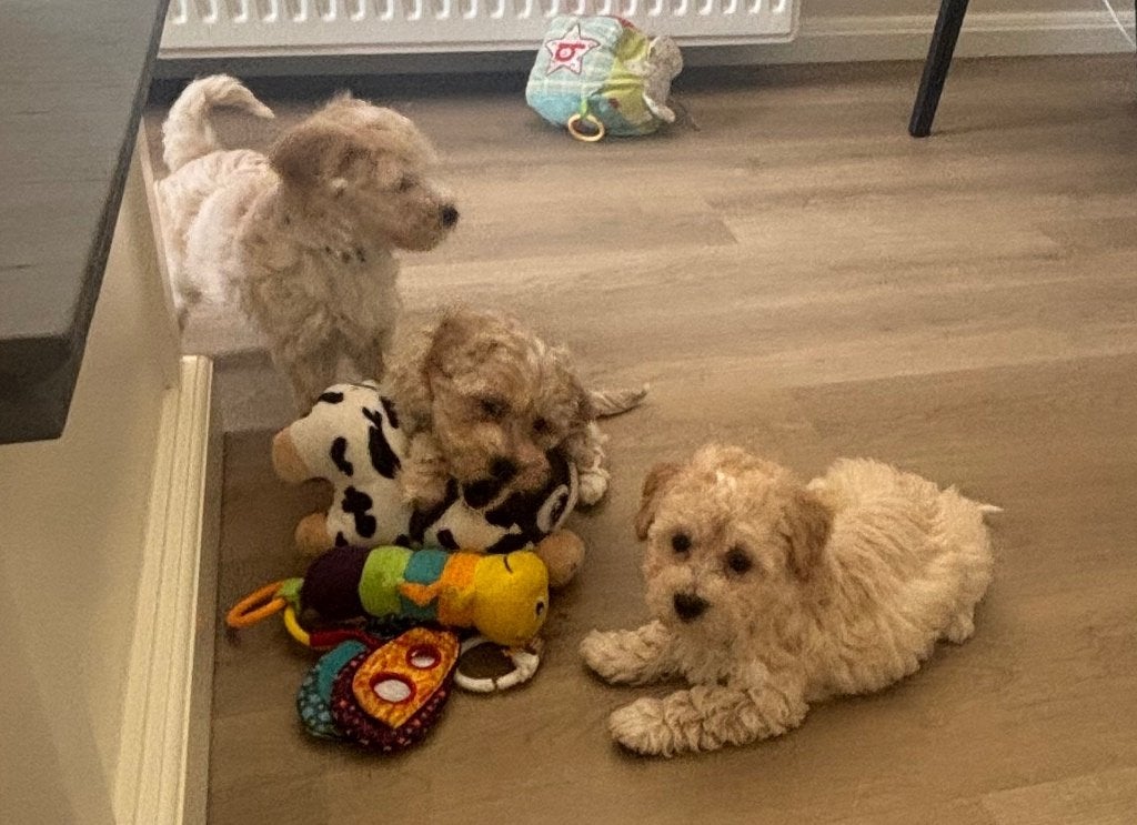 Maltipoo, Dieren en Toebehoren, Parvo, Particulier, 8 tot 15 weken, Buitenland