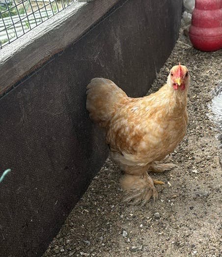 Jonge Chochin haantjes, Mannelijk, Kip