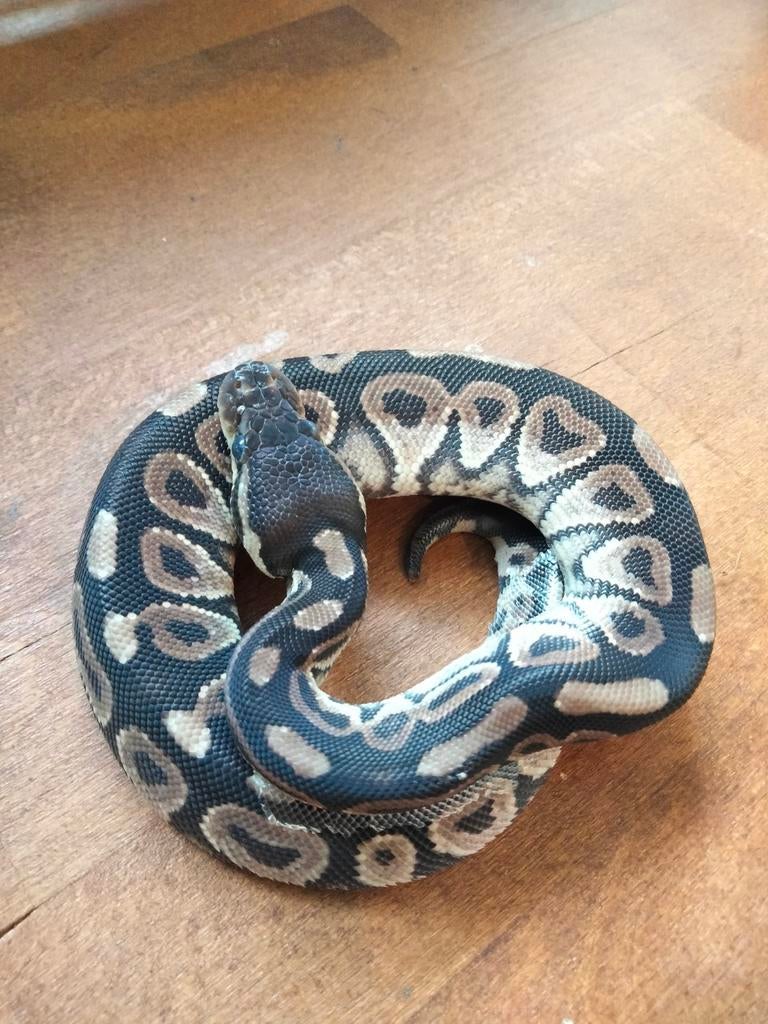Python Regius - Ball Python 0.0.1, Dieren en Toebehoren, Slang, 0 tot 2 jaar