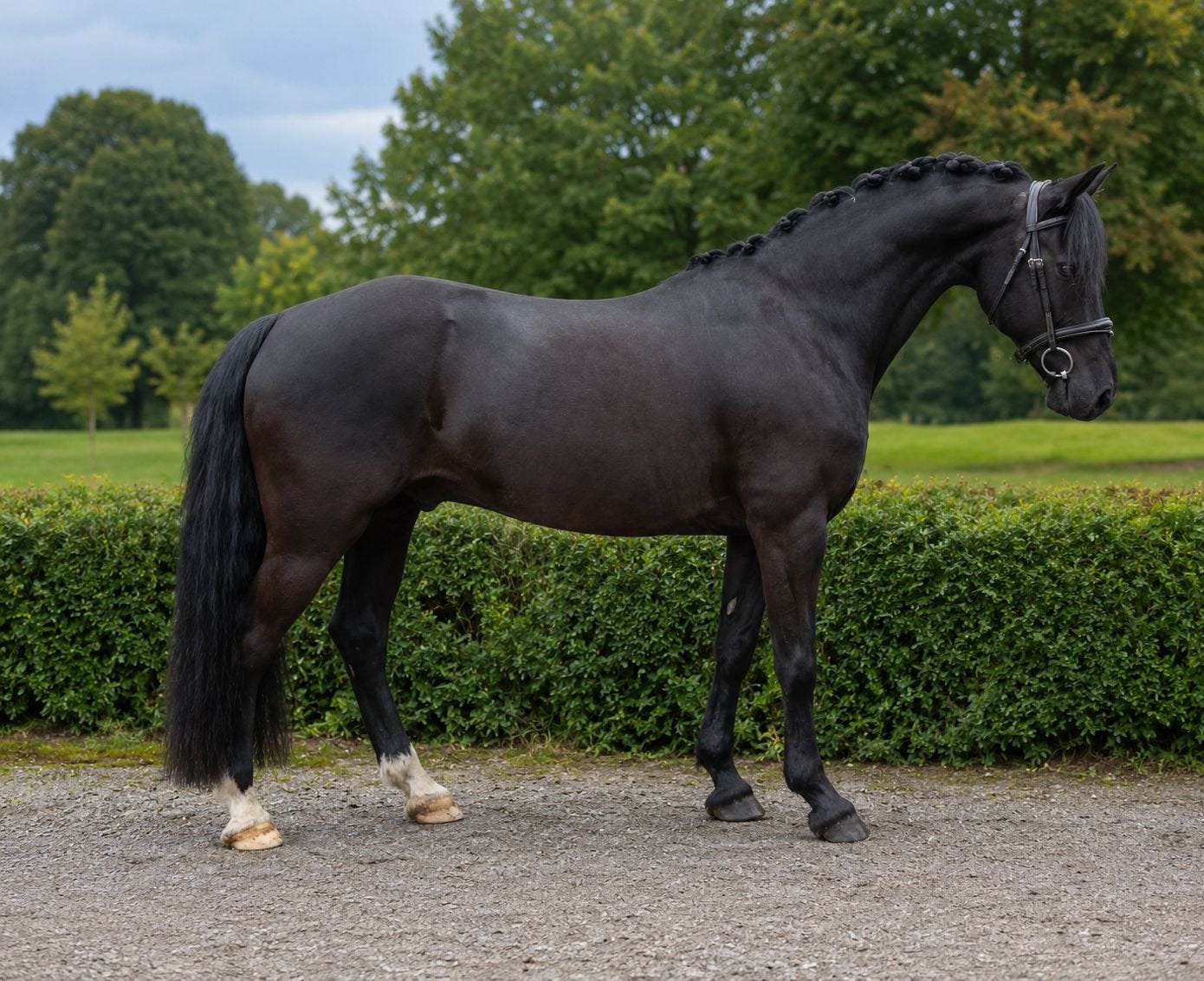 Super knappe zwarte d pony, Merrie, D pony (1.37m tot 1.48m), Met stamboom, 3 tot 6 jaar