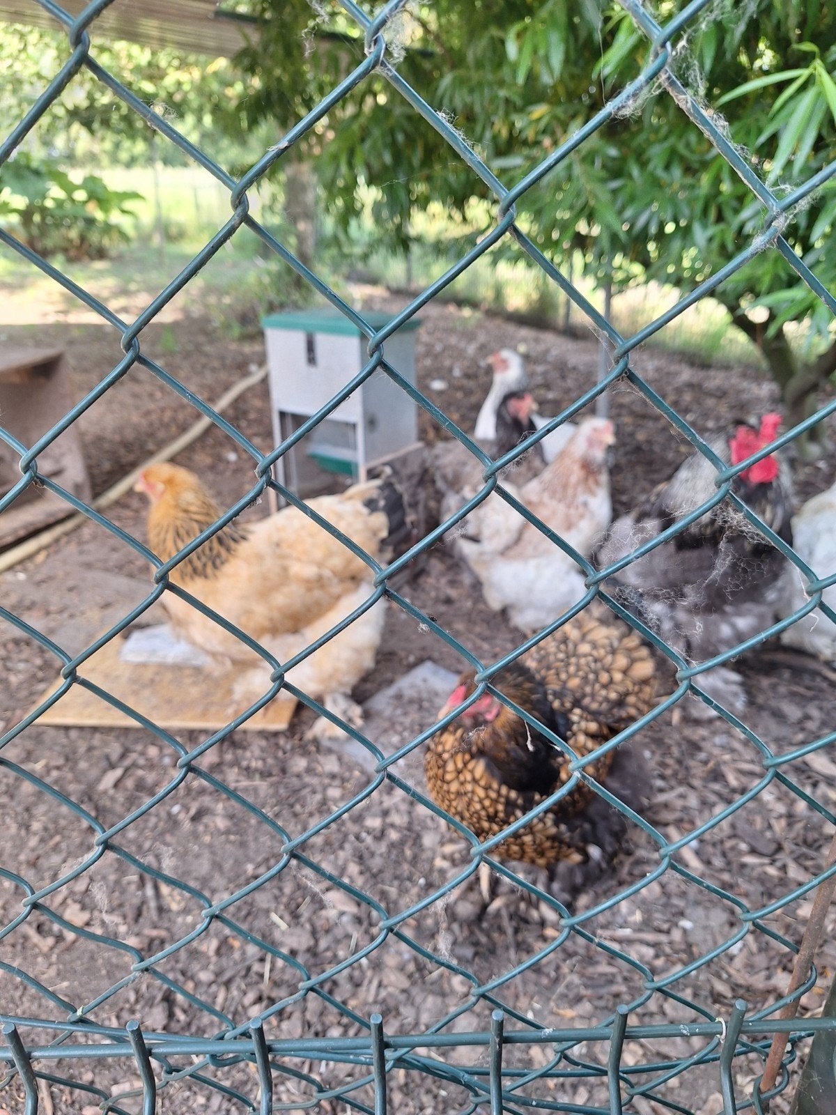 Brahma broedeieren, Geslacht onbekend, Kip
