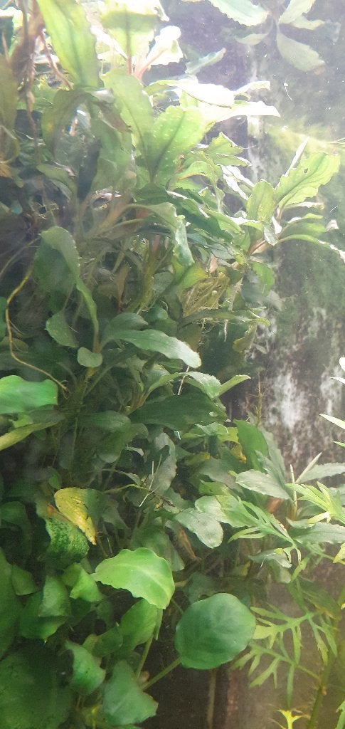 bucephalandra aquariumplant, Ophalen of Verzenden, Zo goed als nieuw, Plant(en), Steen of Hout
