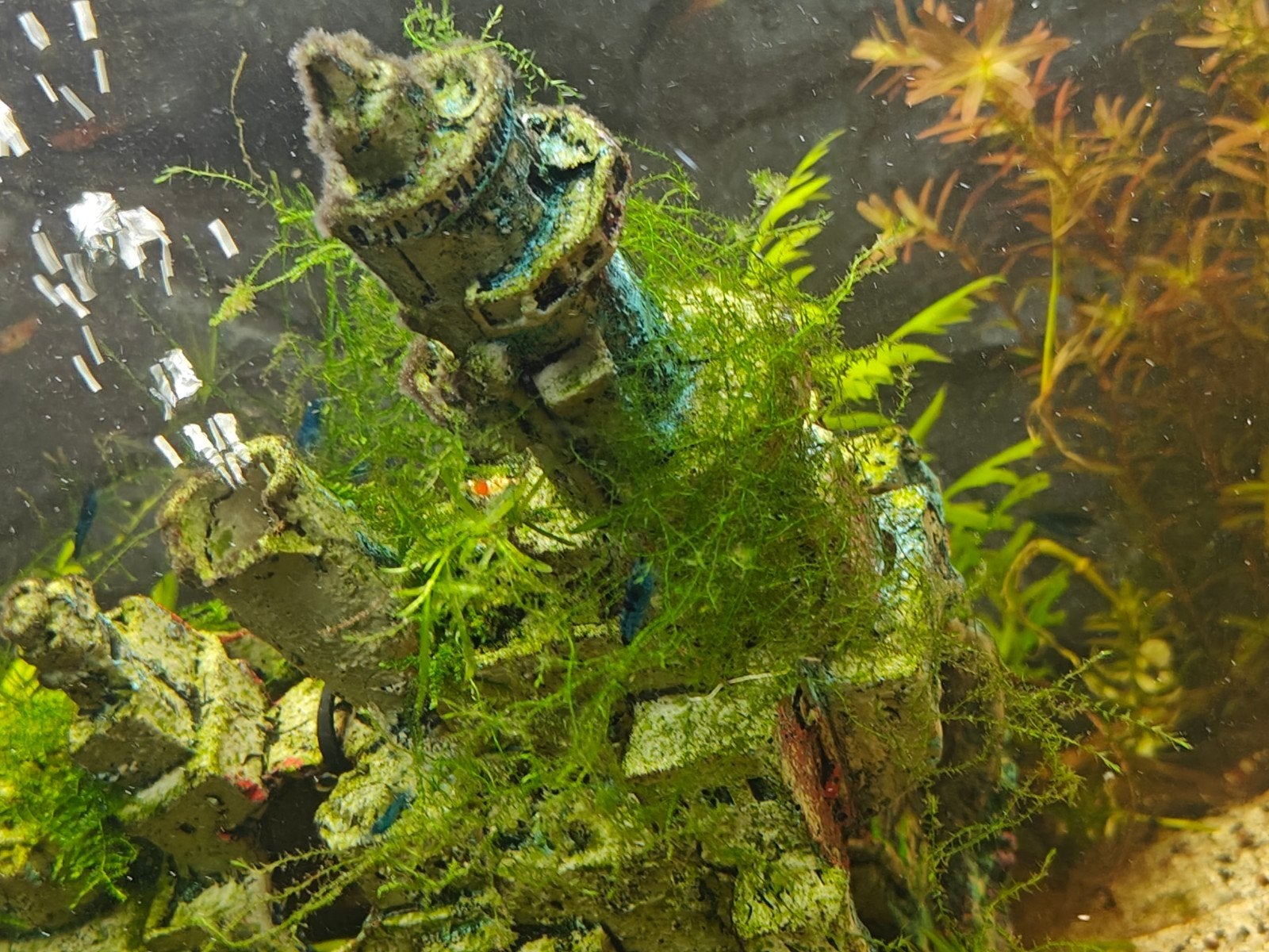 Taxiphyllum Taxiphyllum barbieri mos zonder ongedierte, Ophalen, Nieuw, Plant(en), Steen of Hout