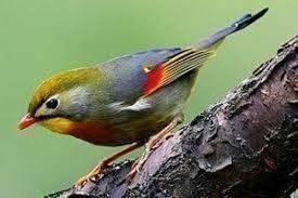 Aangeboden geringde Japanse nachtegalen pop van 2025, Dieren en Toebehoren, Meerdere dieren