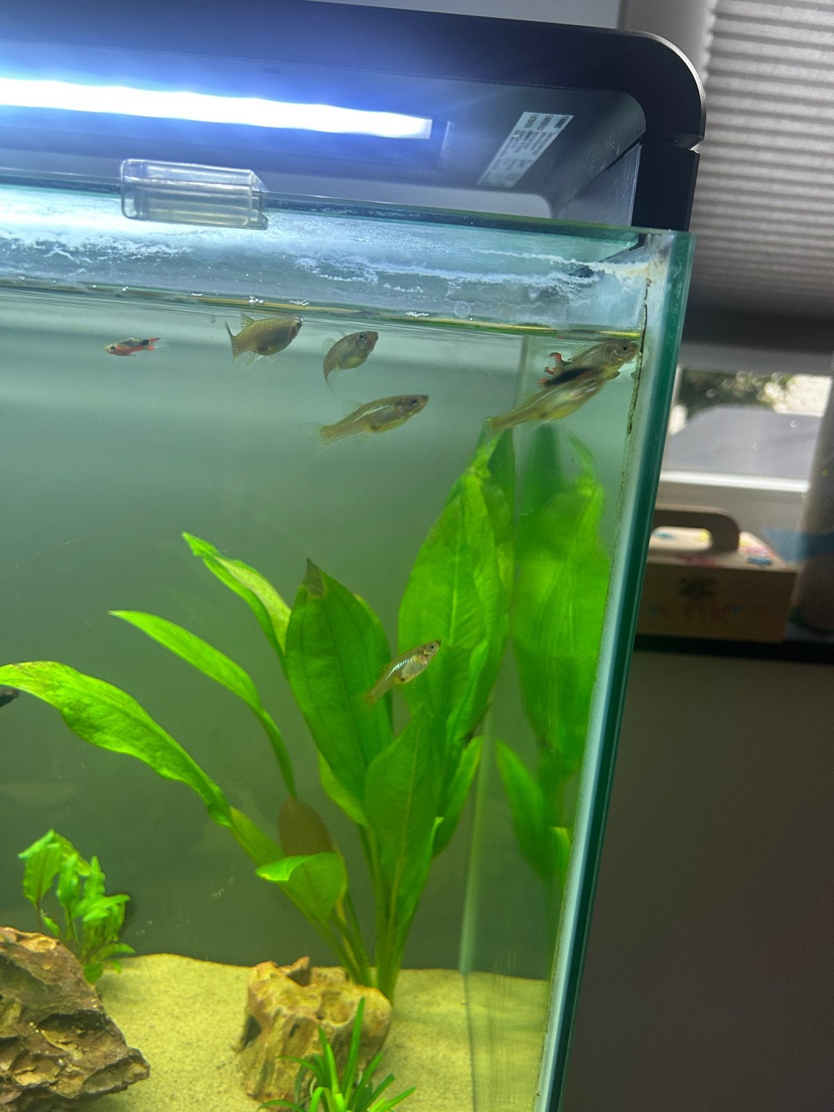Guppy | Guppen, Dieren en Toebehoren, Vis, Zoetwatervis, Schoolvis