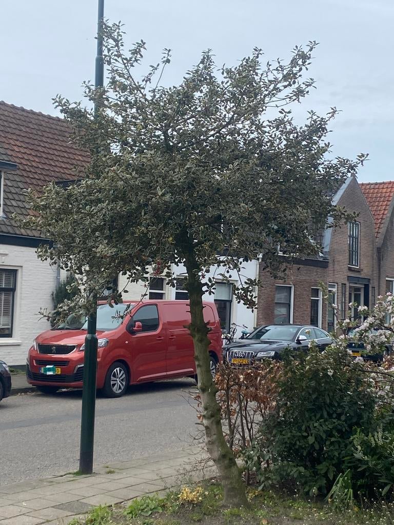 Hulst boom GRATIS, Ophalen of Verzenden, Halfschaduw, Overige soorten