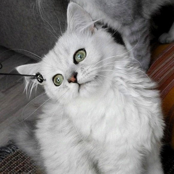 Liefste Ragdoll x Britse Langhaar kittens, Meerdere dieren, Ontwormd, 0 tot 2 jaar