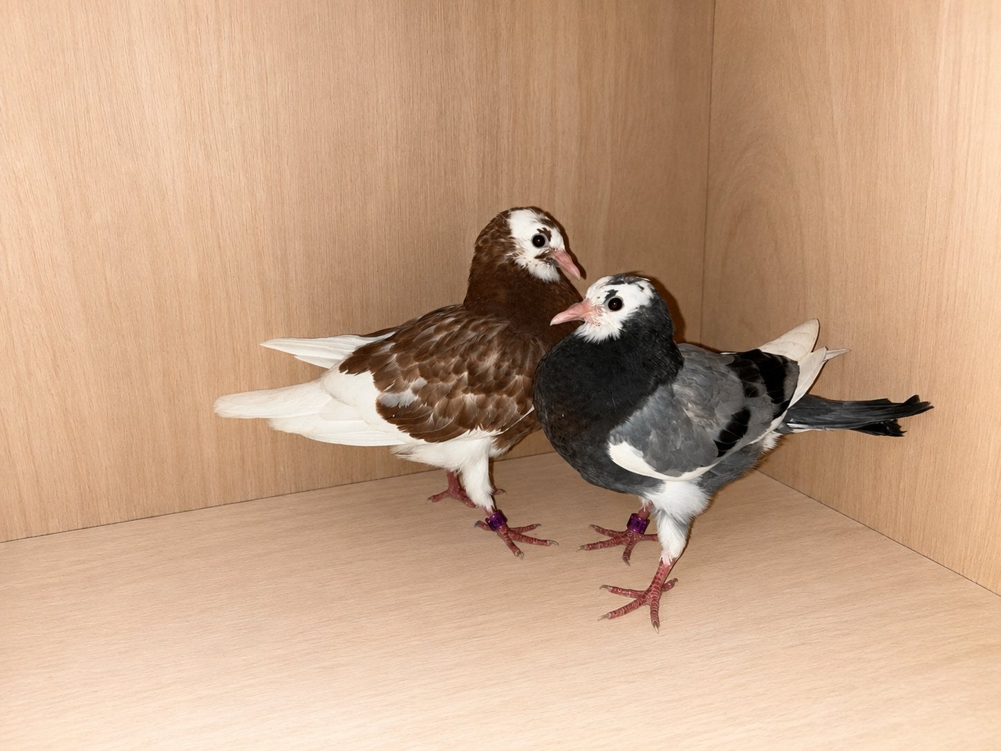 Birmingham rollers, Dieren en Toebehoren, Vogels | Duiven, Geslacht onbekend, Tuimelaar of Roller