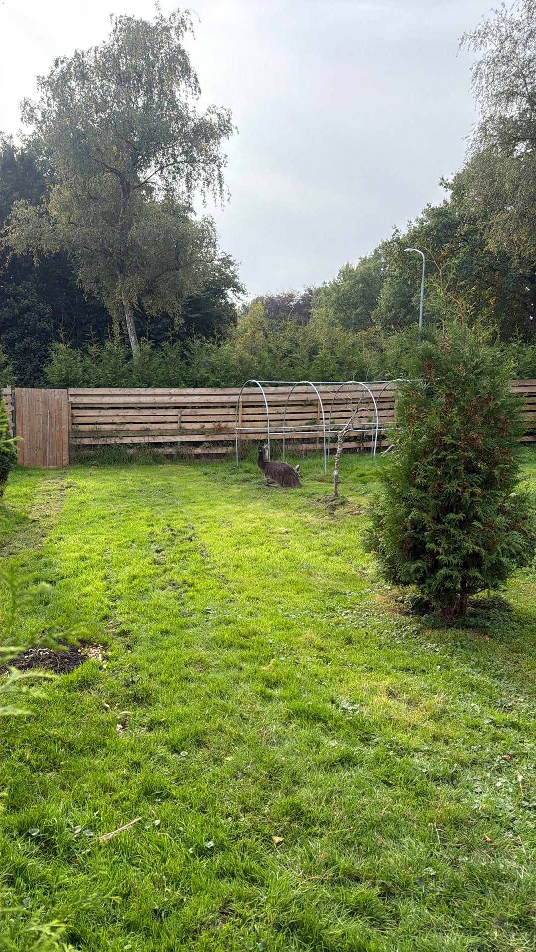Emoe, Dieren en Toebehoren, Geslacht onbekend, Overige soorten