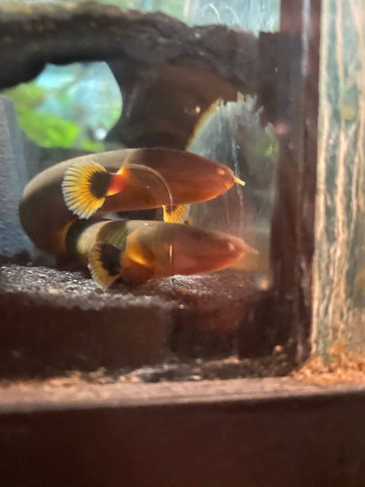 Aquarium vissen te koop, Vis