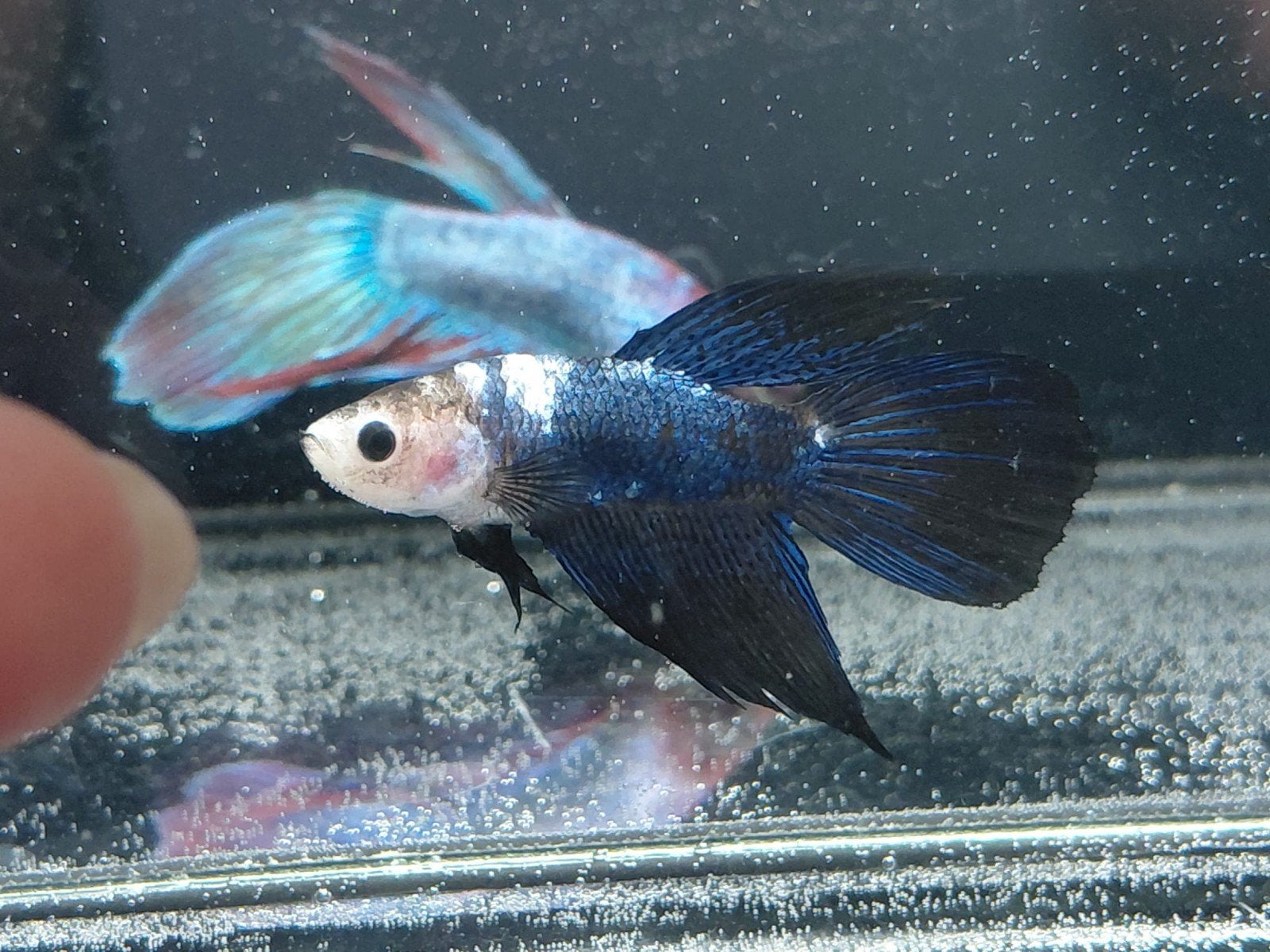 Betta man delta, Vis
