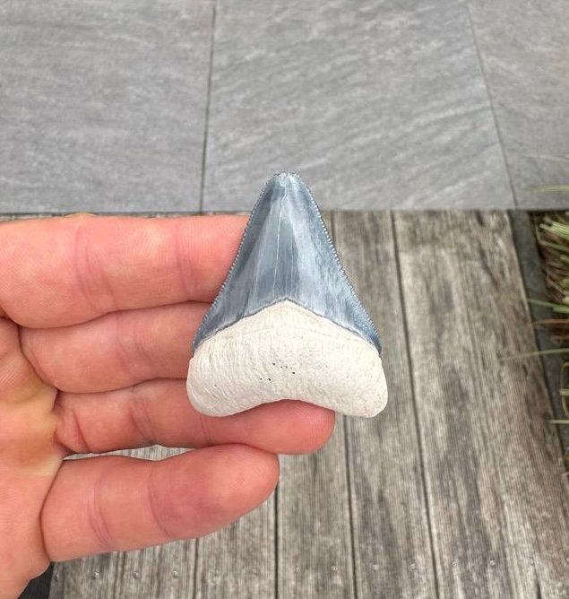 Otodus megalodon tand, Bone Valley Florida, Verzamelen, Mineralen en Fossielen, Ophalen of Verzenden, Fossiel