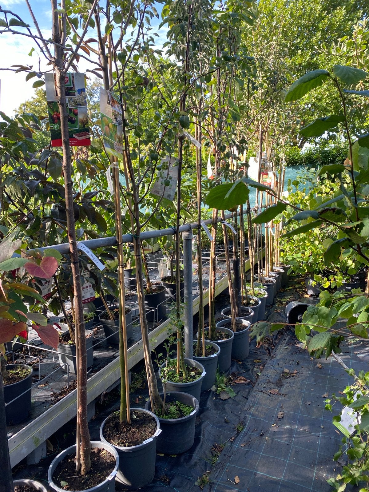 Diverse hoogstam fruitbomen - Appel, Peer, Kers, Ophalen, Lente, Volle zon, In pot