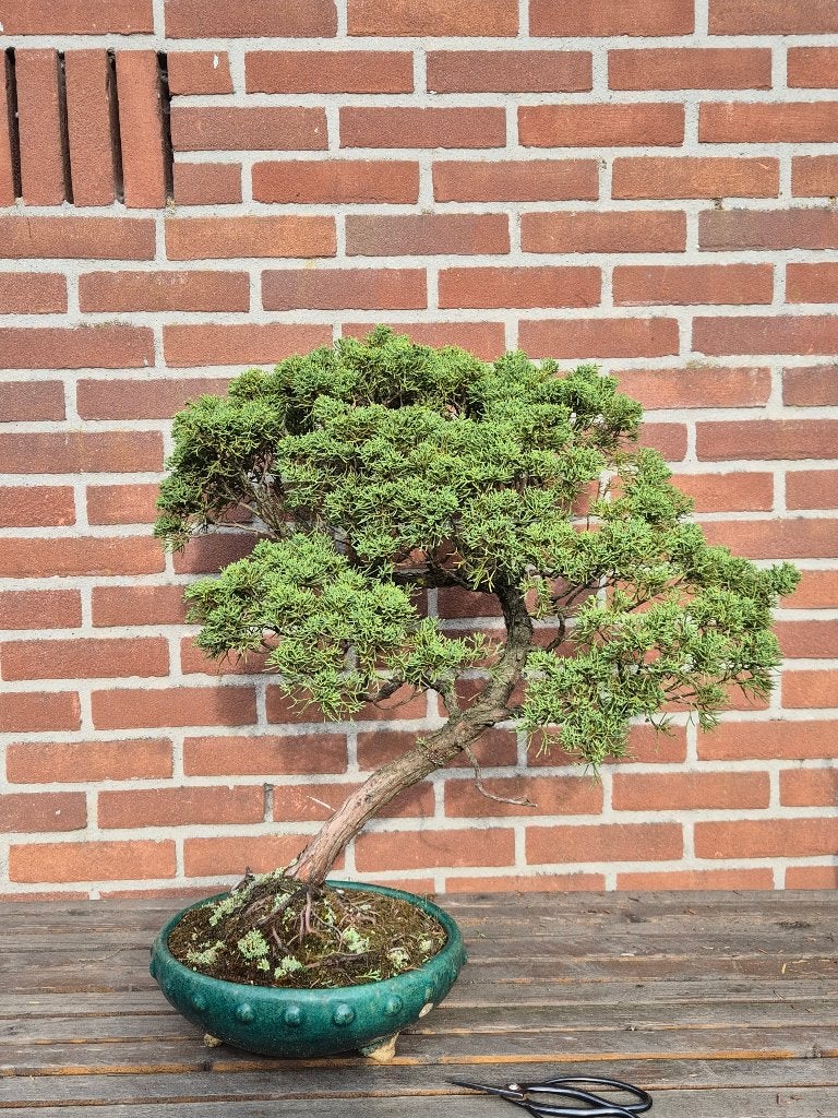 Bonsai Juniperis, Ophalen, Kruiden, Halfschaduw