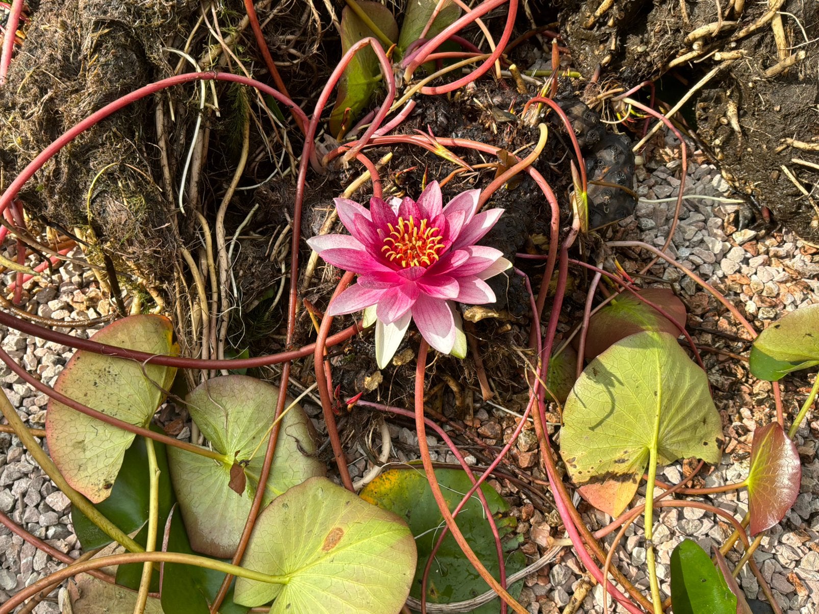 Waterlelie planten voor vijver (roze bloemen), Tuin en Terras, Ophalen, Volle zon, Vaste plant, Zomer