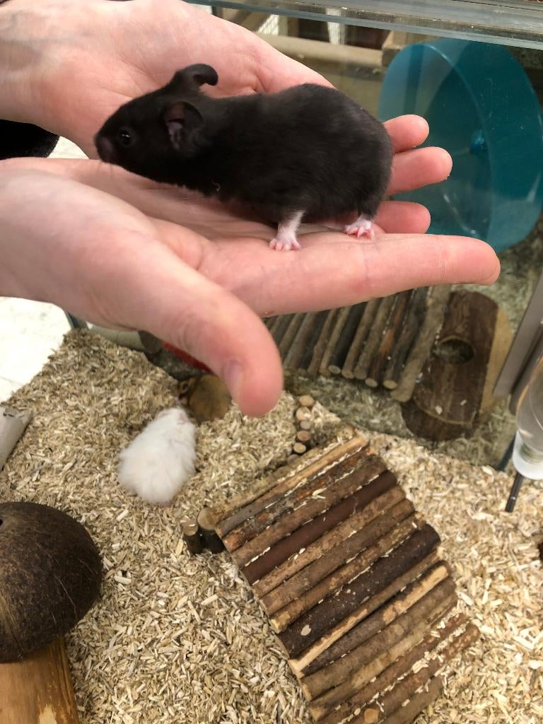 Syrische hamster / Goudhamster man (10wkn), Hamster, Februari, Mannelijk, Tam