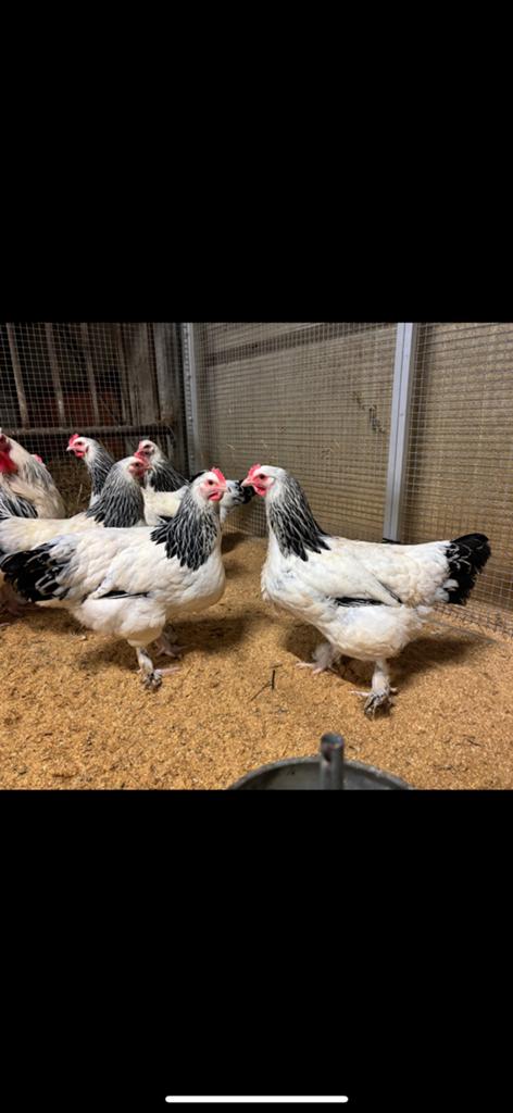 Sundheimer hennen!, Dieren en Toebehoren, Meerdere dieren, Kip