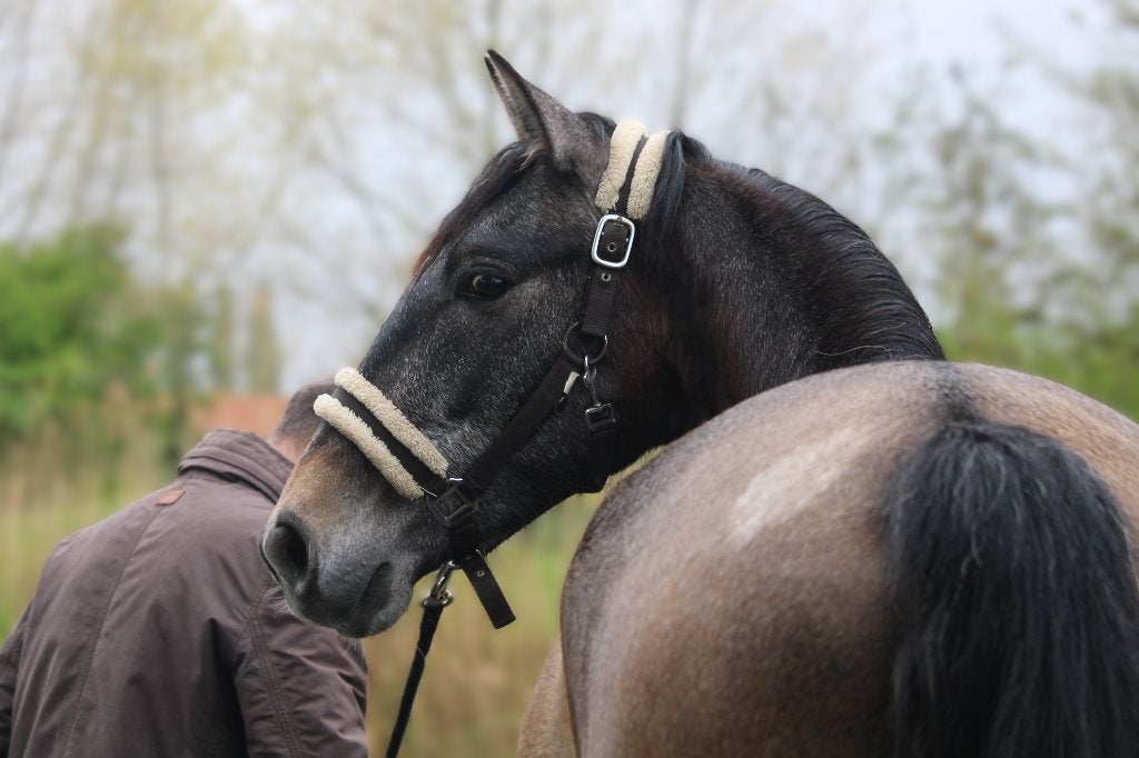 Knappe PRE ruin 3,5j - zadelmak - rechtstreeks van fokker, Met stamboom, Ruin, Dressuurpaard, Zadelmak