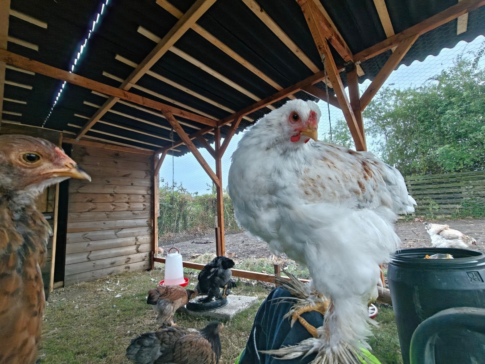 Tamme Brahma haan Wit, Dieren en Toebehoren, Pluimvee, Mannelijk, Kip