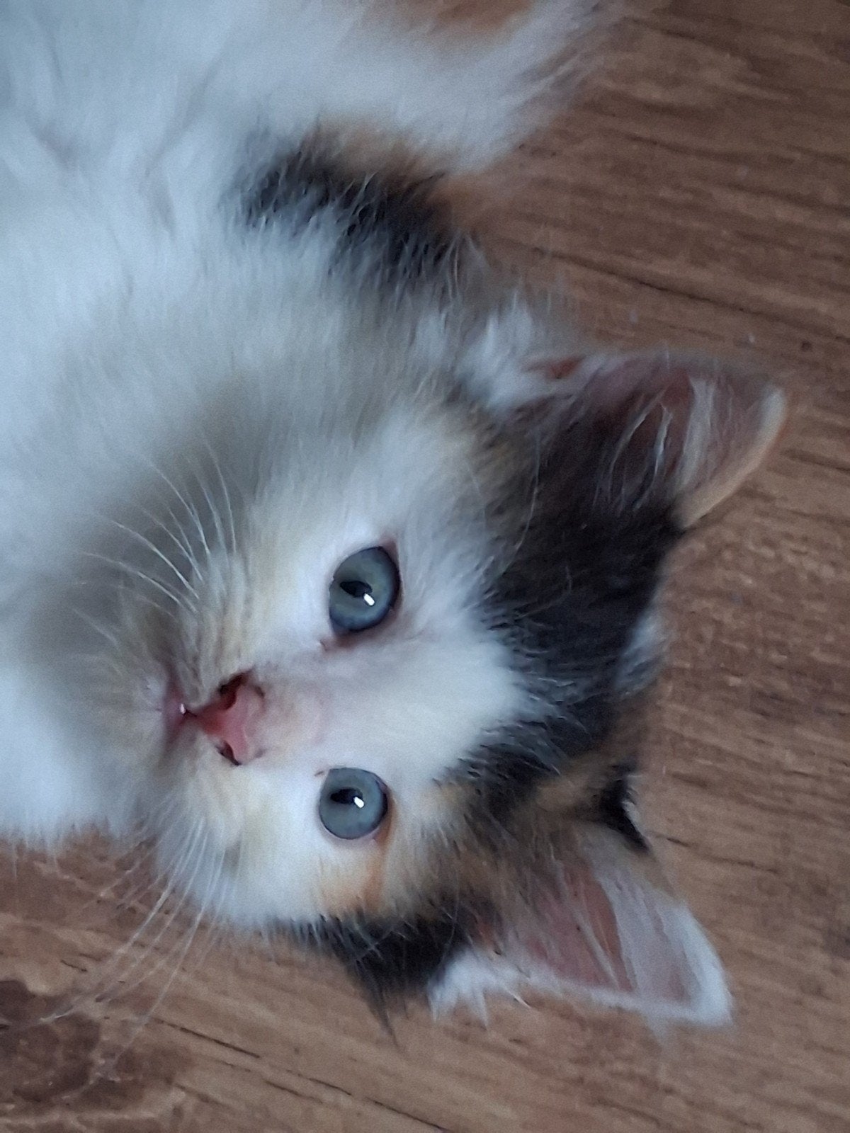 maine coon poesje, Dieren en Toebehoren, Katten en Kittens | Raskatten | Langhaar, Poes, Ontwormd, 0 tot 2 jaar