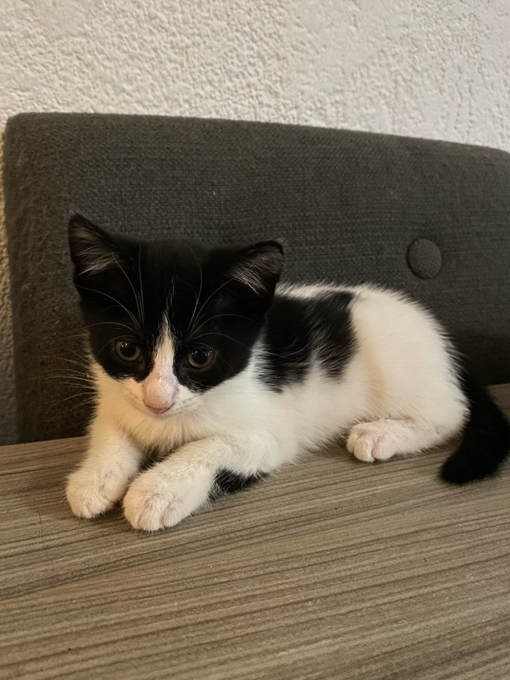 Lieve kittens zoeken een nieuw thuis, Meerdere dieren, Ontwormd, 0 tot 2 jaar