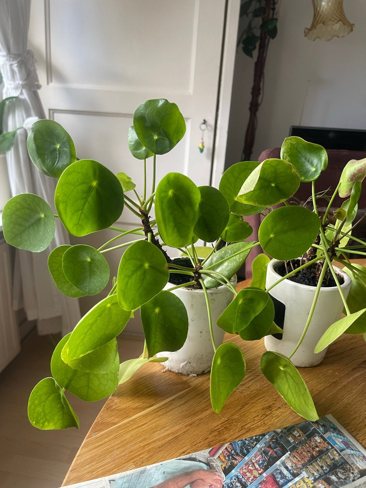 Twee Pannenkoekplanten (Pilea Peperomioides) in Pot, Overige soorten, In pot, Minder dan 100 cm, Groene kamerplant