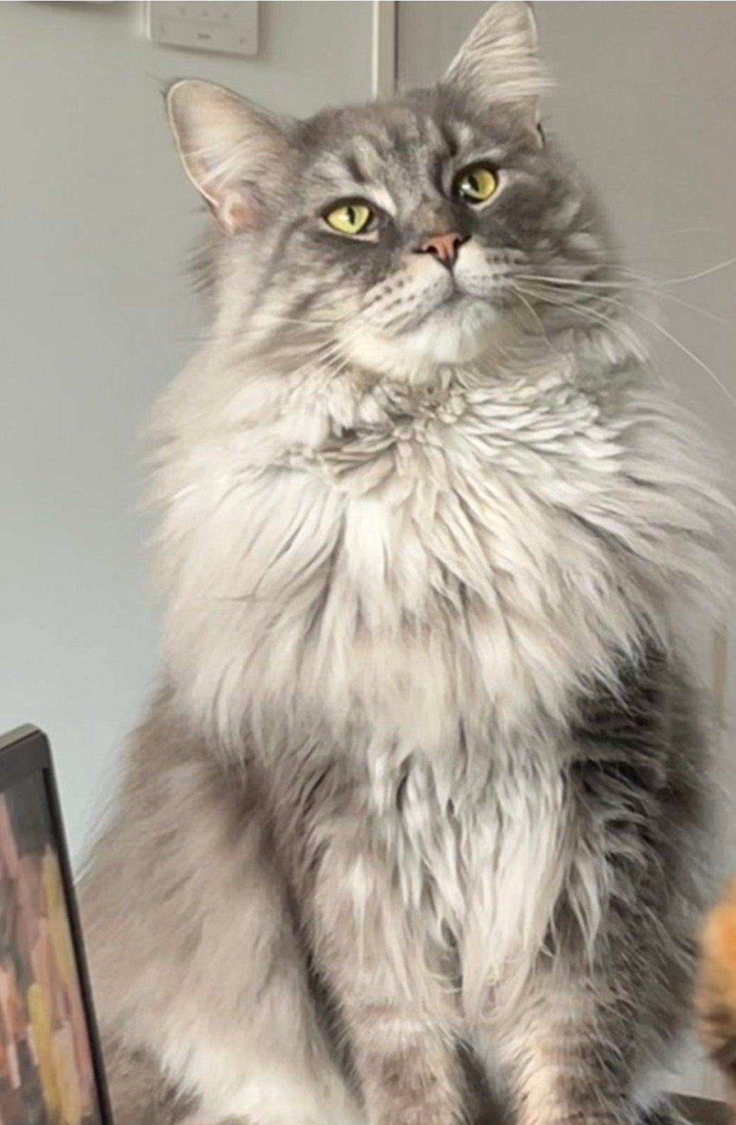VERMIST grote grijze Maine Coon kater, Kat