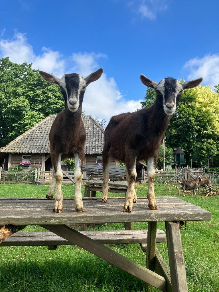 Toggenburger geiten en bokken, Dieren en Toebehoren, Schapen, Geiten en Varkens, Vrouwelijk, Geit