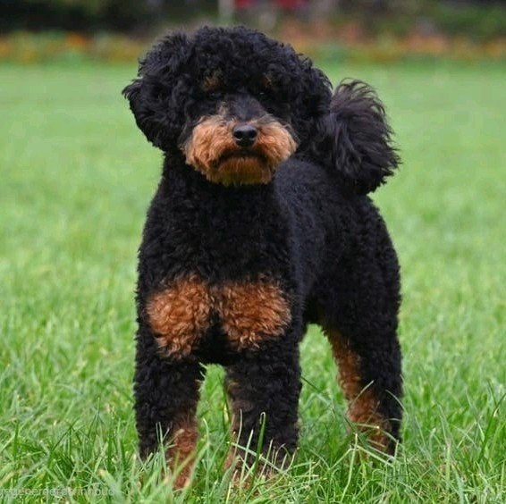Super lieve ervaren poedel dekreu, Nederland, Reu, Parvo, Eén hond